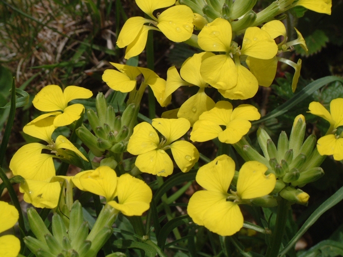Erysimum majellense